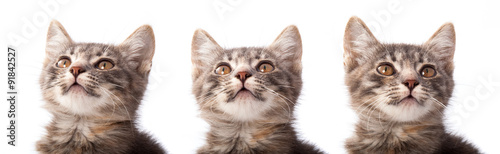 Fototapeta Naklejka Na Ścianę i Meble -  Young grey kitten