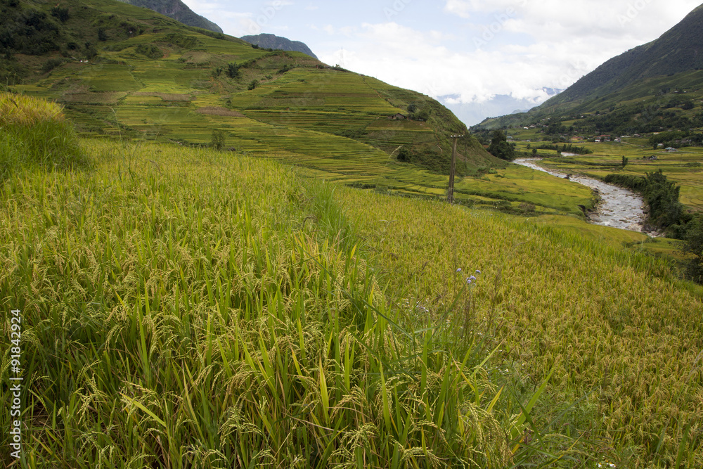 Rice field terrace with stream in Sapa, Vietnam