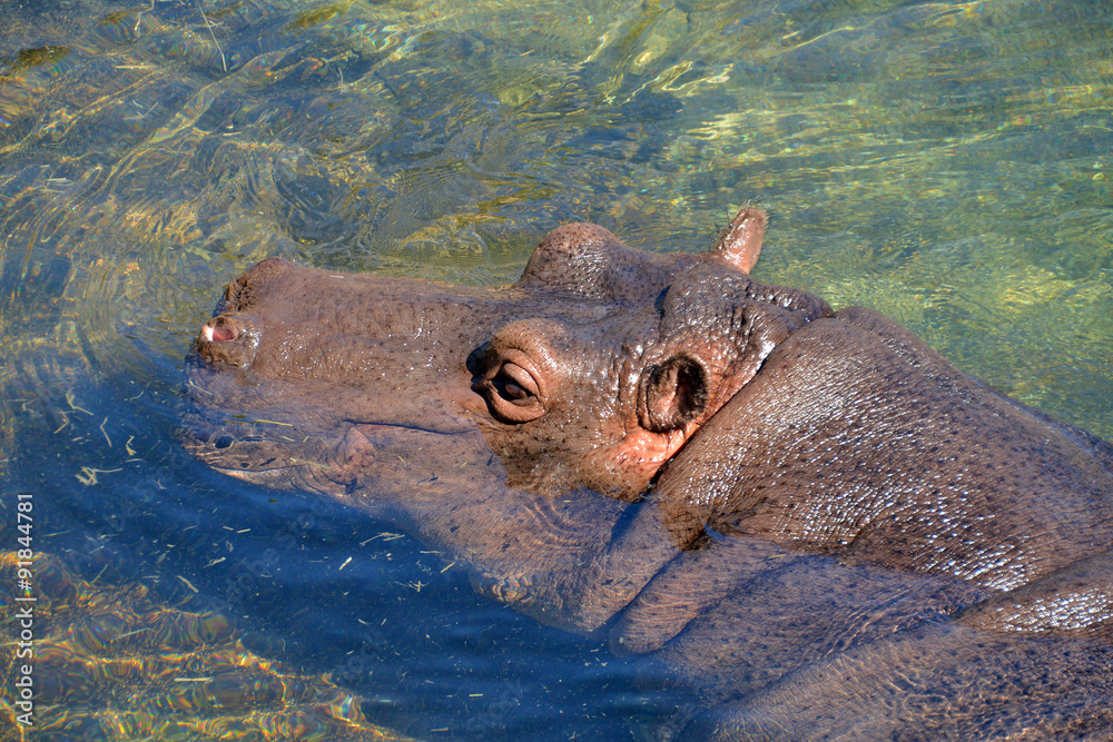 ippopotamo.che esce dall'acqua. sequenza di scatti ippopotamo.che esce dall'acqua. sequenza di scatti