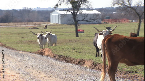 CU pan herd of Longhorns at Moriah FarMS photo