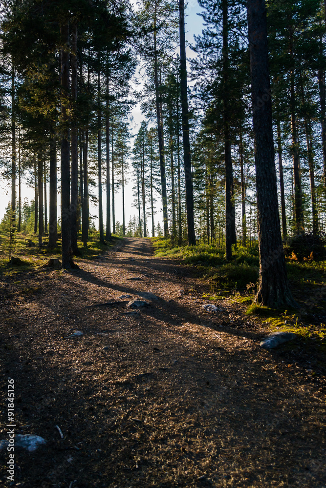 Obraz premium forest trail