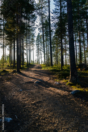 forest trail photo