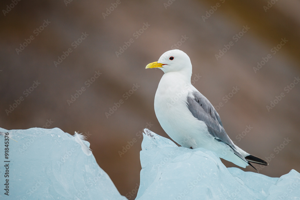 Naklejka premium Glaucous Gull