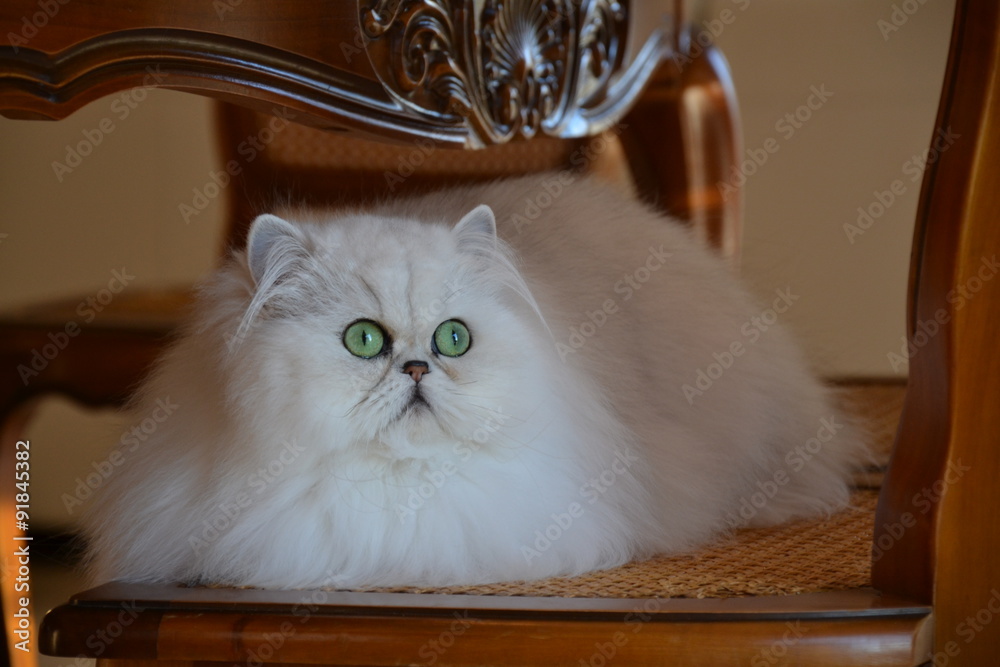 Chat Persan Chinchilla Persan Blanc Stock Photo Adobe Stock