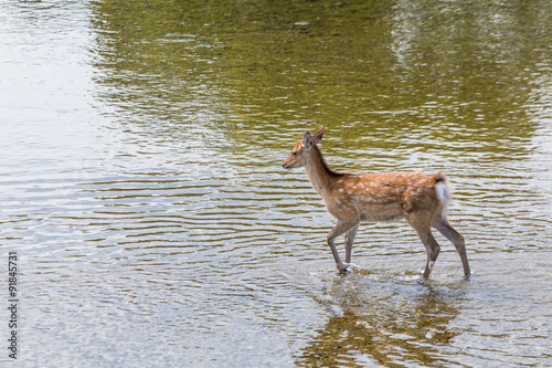 Deer walking in the river © leungchopan