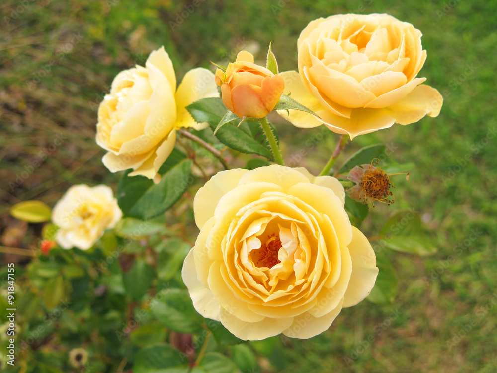 Naklejka premium rosas amarillas