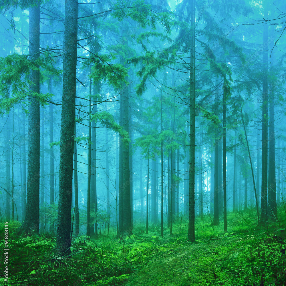Obraz premium Dreamy green and blue colored foggy fairytale autumn season forest landscape background.