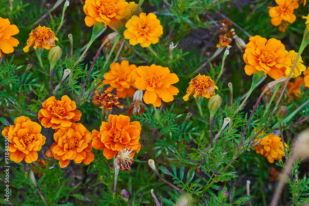 Orange marigold flowers Orange marigold flowers