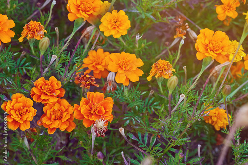 Fototapeta Naklejka Na Ścianę i Meble -  Orange marigold flowers