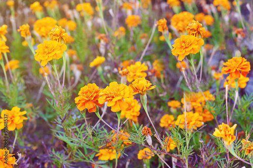 Orange marigold flowers