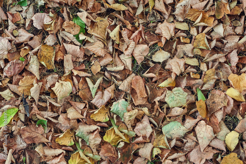 Fallen leaves Fallen leaves