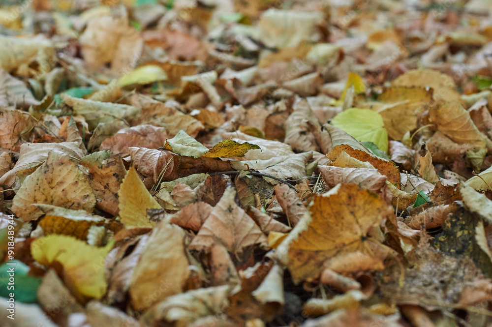 Fallen leaves