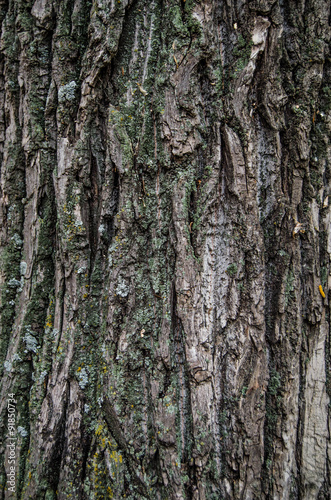 Tree bark © freeman83