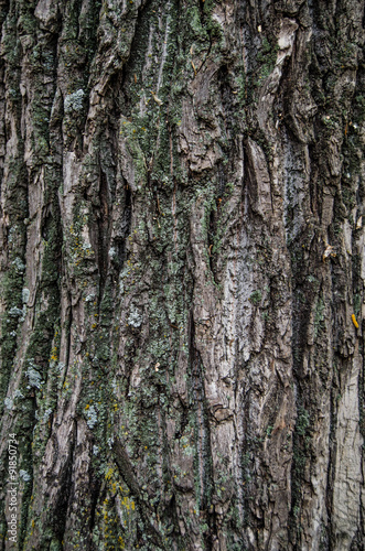 Tree bark