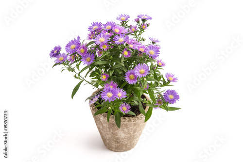 Fototapeta Naklejka Na Ścianę i Meble -  Herbstaster im Blumentopf