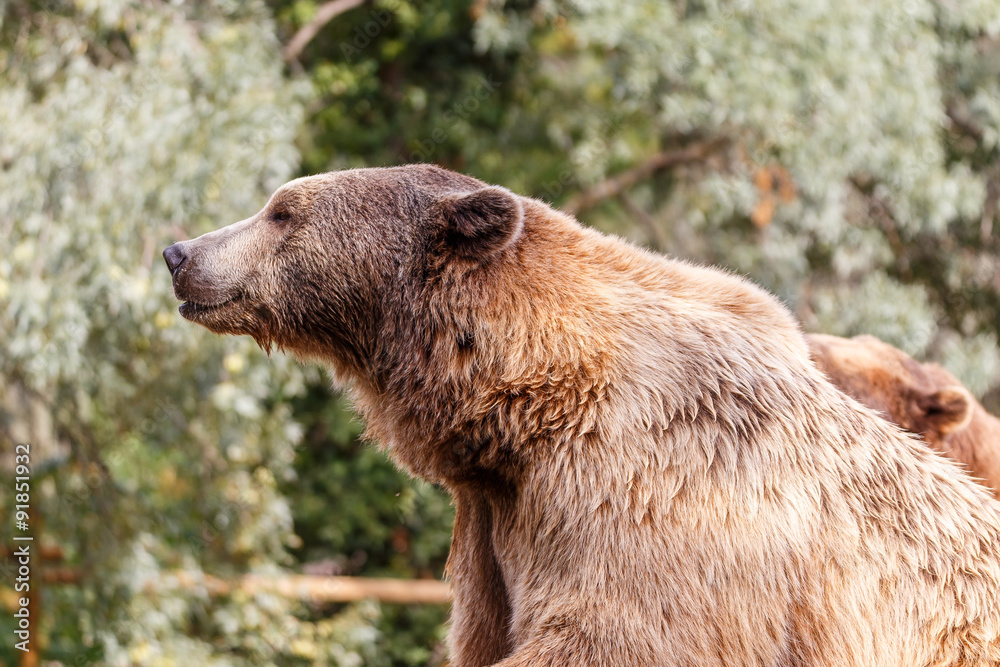 Fototapeta premium Oso pardo