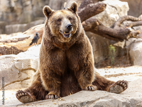 Canvas-taulu Oso pardo