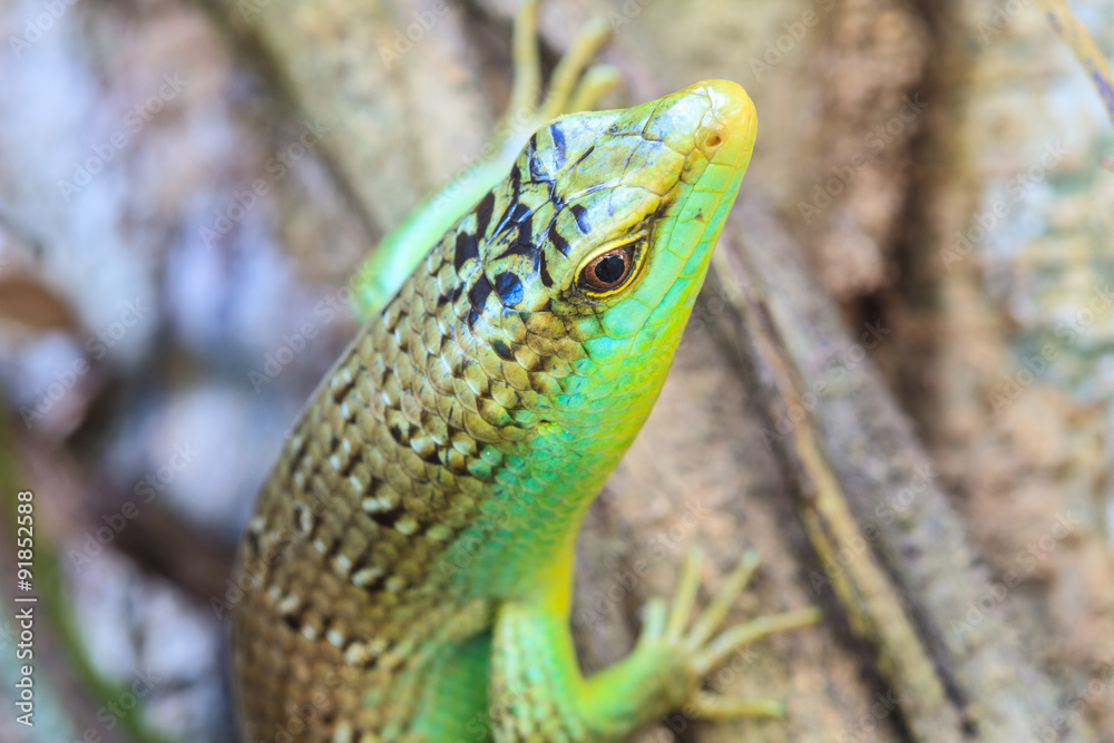 Olive Tree Skink Olive Tree Skink