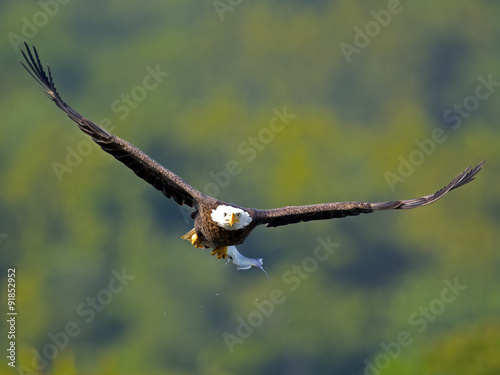 American Bald Eagle in flight Head on with Fish