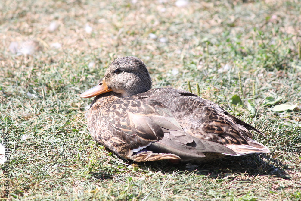 A mallard hen in the grass near the shores of a large lake. A mallard hen in the grass near the shores of a large lake.