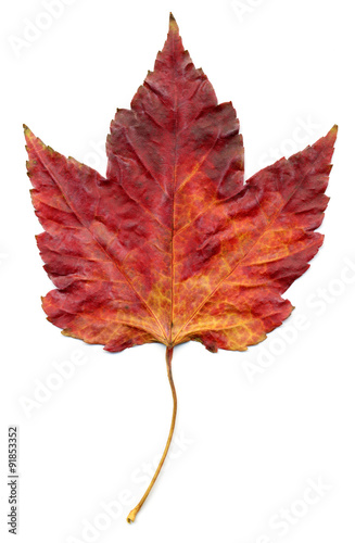 Dryed Autumn Leaf