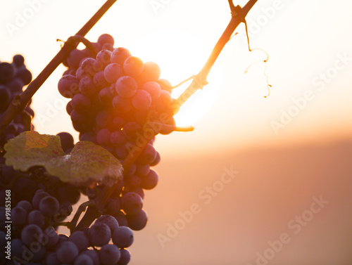 Vineyard at sunset.