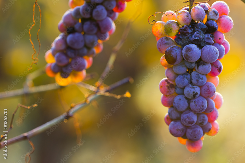 Vineyard at sunset. Vineyard at sunset.
