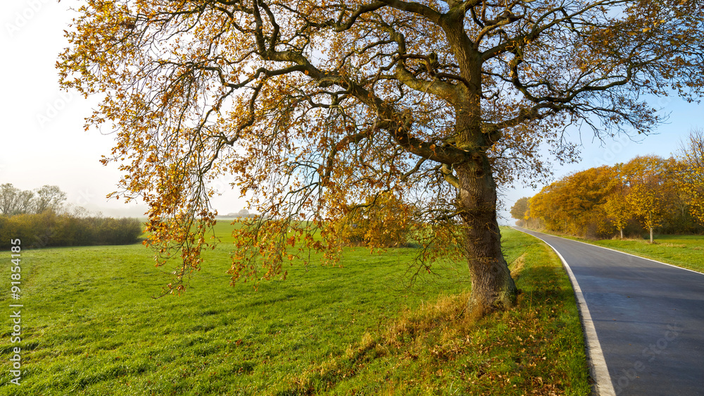 Obraz premium Autumn