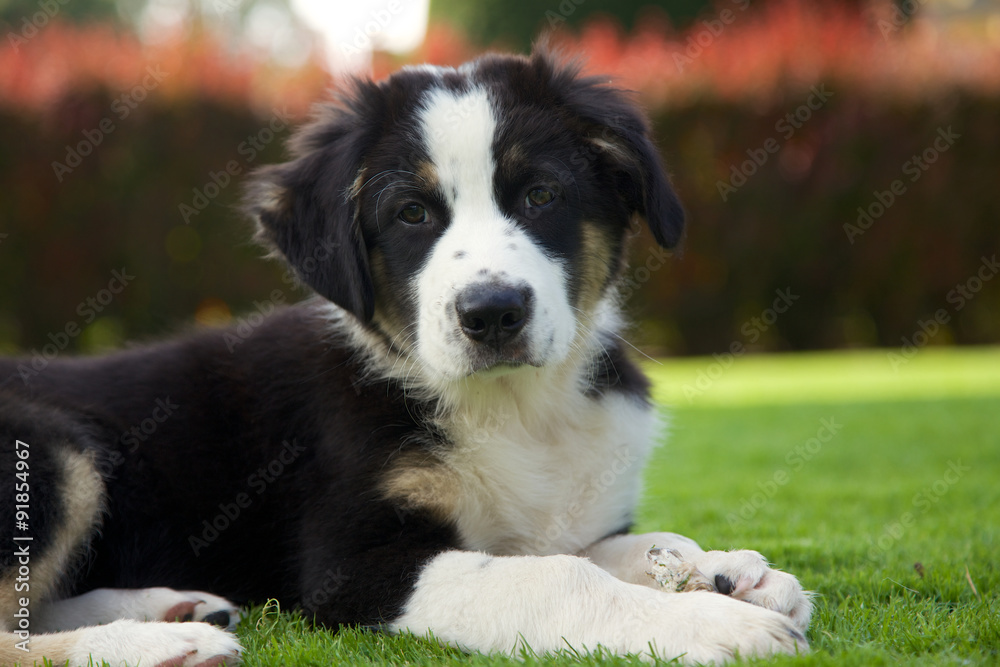 Australian Shepherd Welpen