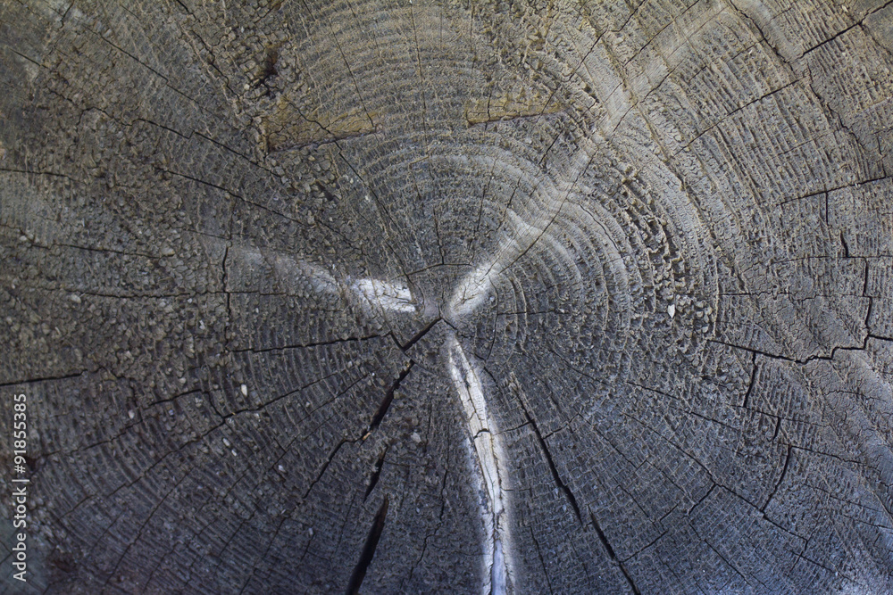 Fototapeta premium cut wood texture