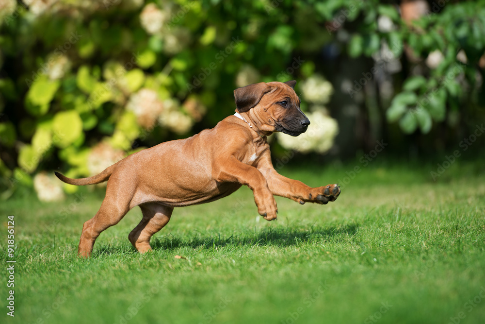 happy red puppy running on grass