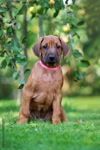 rhodesian ridgeback puppy posing outdoors
