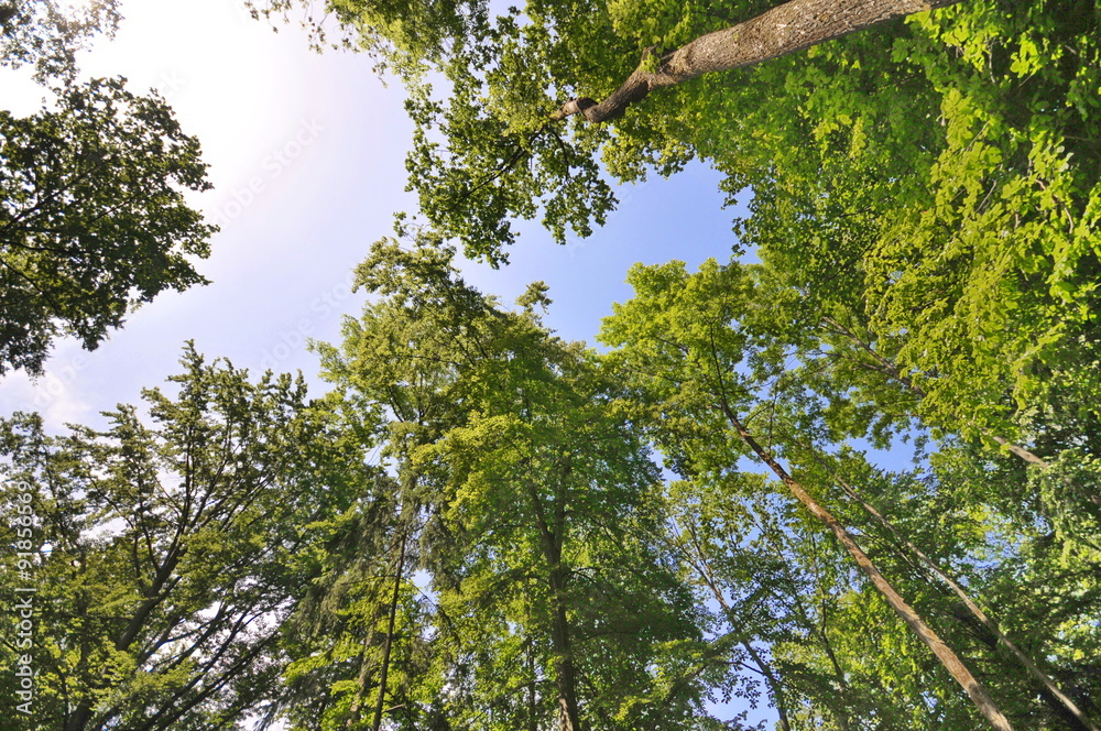 Fototapeta premium Friedwald Fränkische Schweiz, #0983