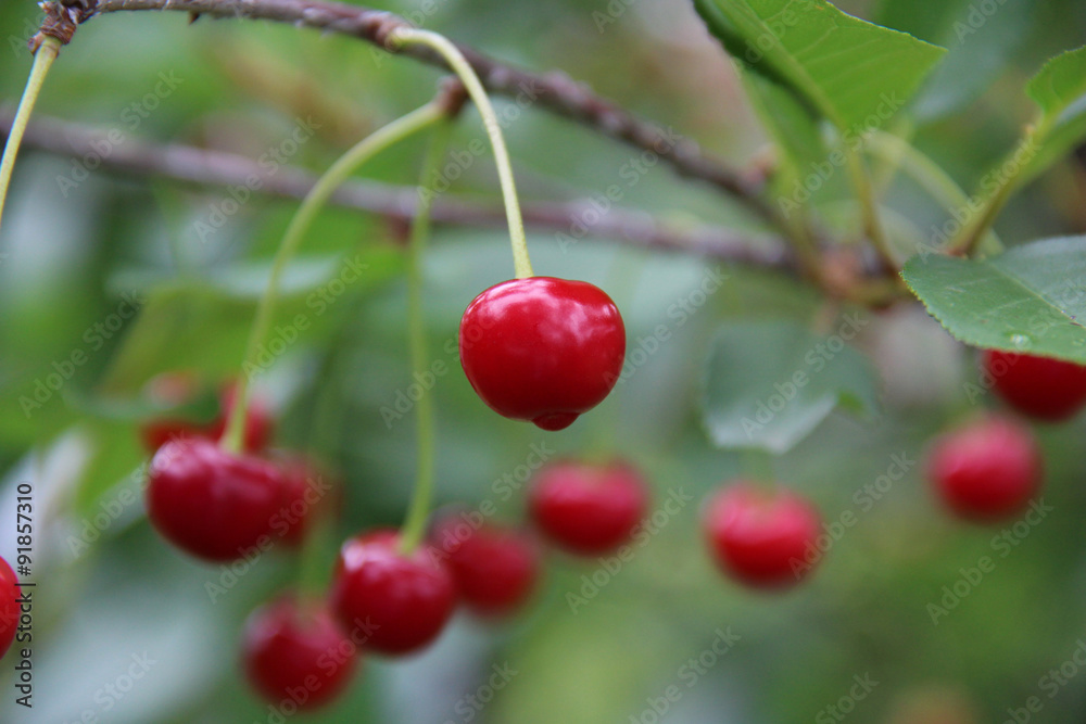 Red cherries on the brunch Red cherries on the brunch