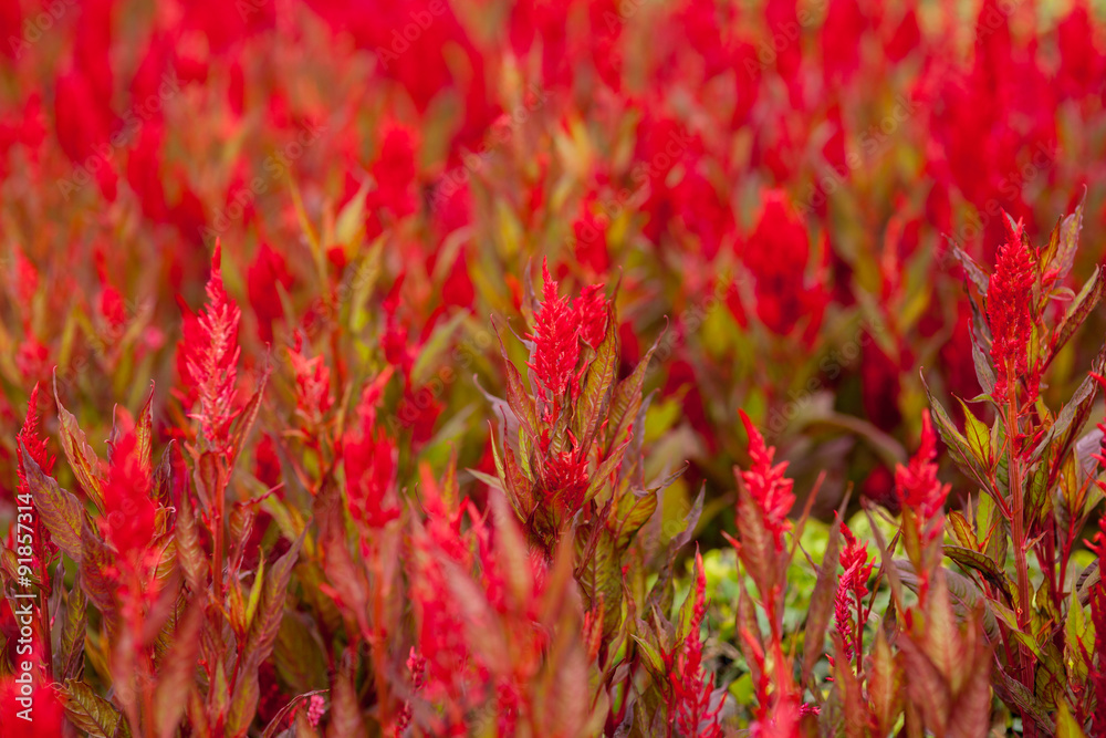 Beautiful Cockscomb red flowers in the field. Beautiful Cockscomb red flowers in the field.