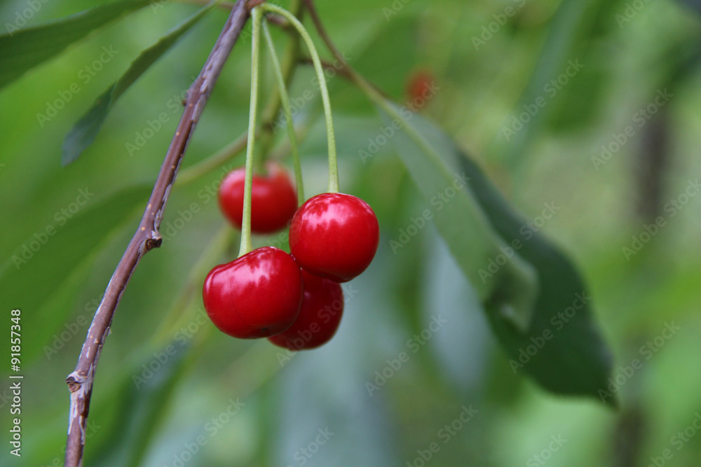 Obraz premium Red cherries on the brunch