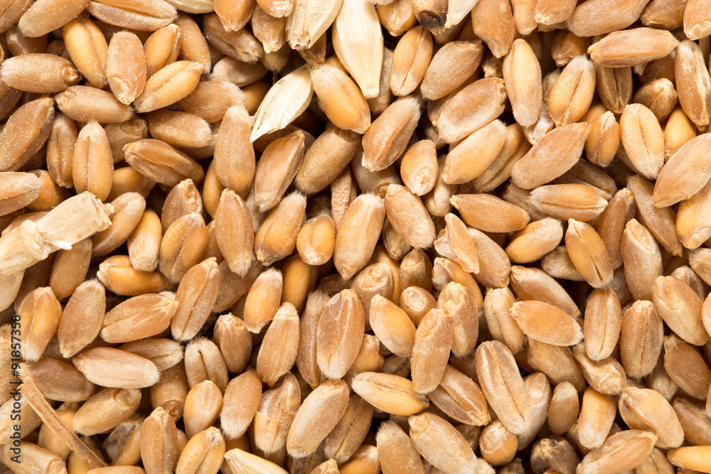 Wheat grain as background Wheat grain as background