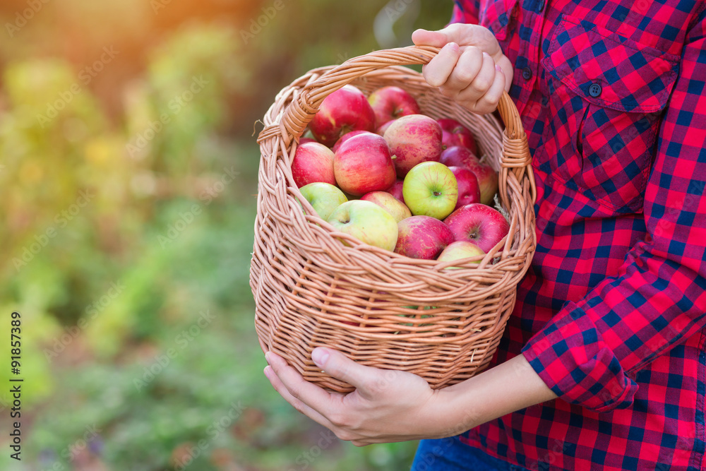 Woman harvesting apples Woman harvesting apples