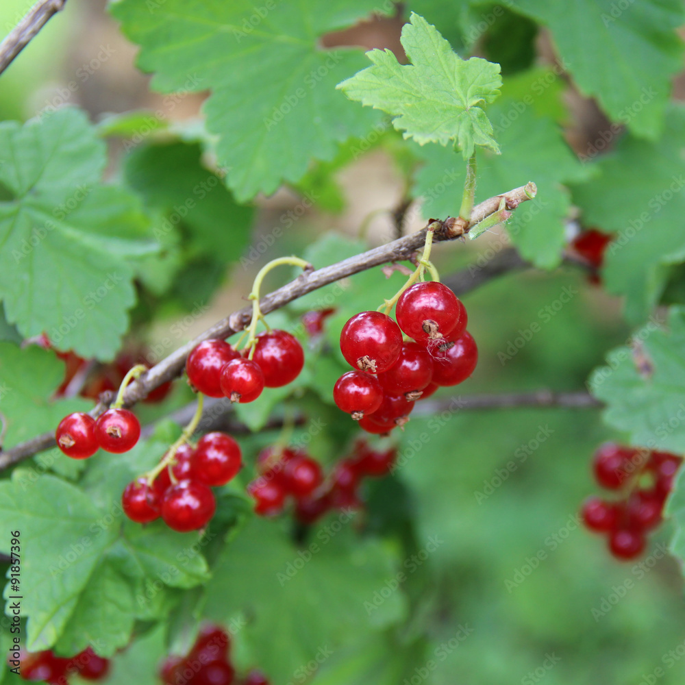 Red Currant berries