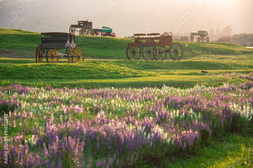 Beautiful landscape Historic carriage in flower field photo