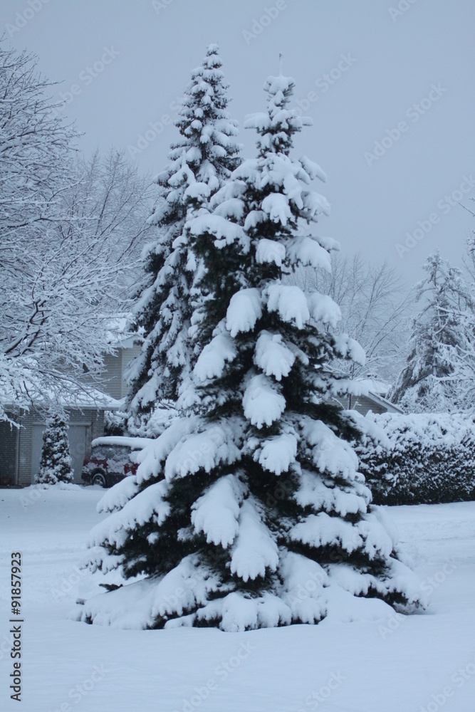 Obraz premium Fresh snow covering evergreen trees on residential property