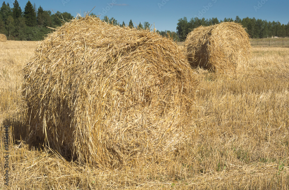 Field with haystacks and green trees