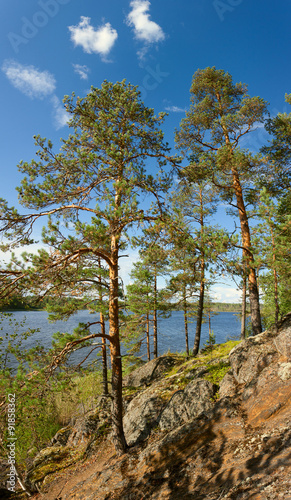 Pine tree on Ladoga lake shore © alexus