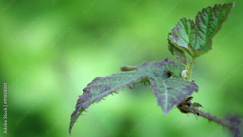 A thorny leaf and stem remains virtually motionless. A thorny leaf and stem remains virtually motionless.