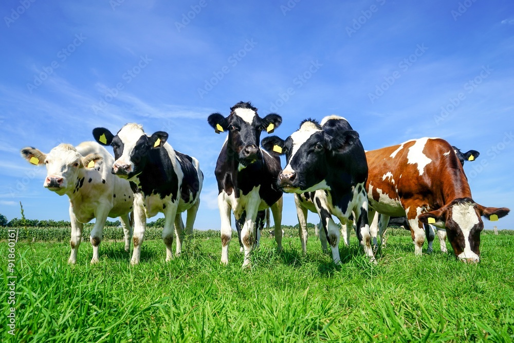 Gruppe Rinder auf einer Sommerweide