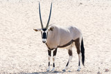 Oryx in namib desert