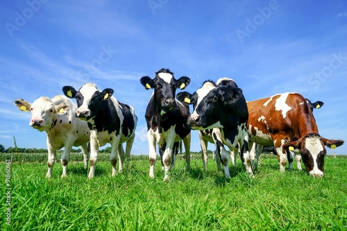 Gruppe Rinder auf einer Sommerweide © Countrypixel