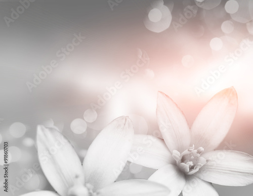 purpure image of the white flowers