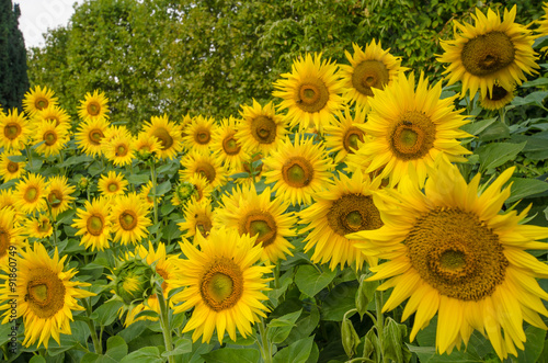 Sunflowers bloom in Jardin des Plantes  the main botanical garden in France  founded in 1625.