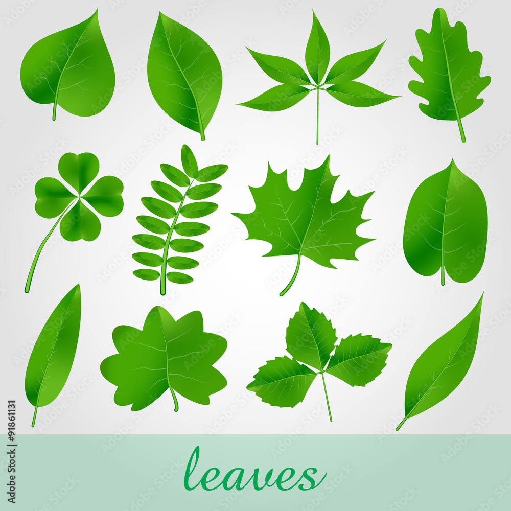 natural green beautiful leaves icon set eps10